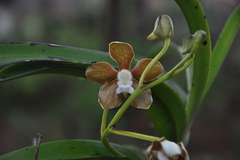 Vanda wightii